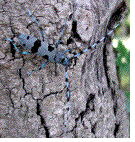Rosalie des alpes mâle (Rosalia alpina)