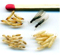 Termites (adultes, ouvriers, soldats, nymphes)