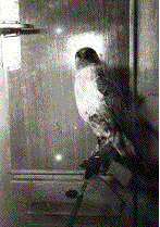 la fameuse buse sur sa chaise