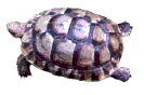 tortue grecque