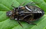 Grand Hydrophile (Hydrophilus piceus) adulte en vue  ventrale., photo 2.