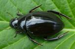 Grand Hydrophile (Hydrophilus piceus) adulte en vue dorsale., photo 2.