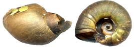 Mode d'ouverture deslimnées et planorbes par les larves d'Hydrophiles (Hydrophilus piceus).