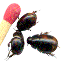 sphaeridium adultes