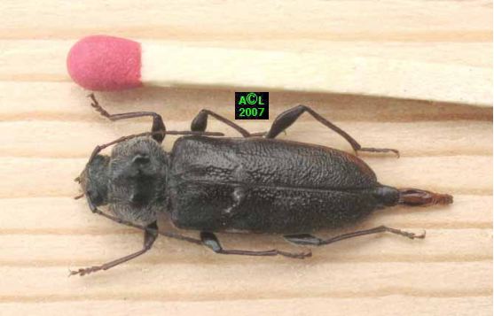 Capricorne des maisons : taille de l'insecte, dangers et traitement