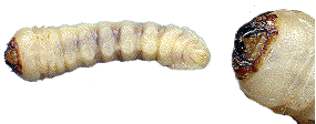 larves de cerambyx scopolii