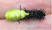 chenille de Paon du jour en cours de mue nymphale