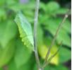 chrysalide "ceinturée" de Machaon