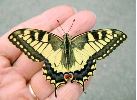 Papilio machaon (Machaon): imago