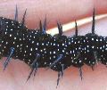 Paon du jour: ornementation de la chenille
