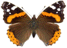 Vanessa atalanta (Vulcain, Atalante) étalé