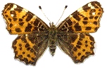 Araschnia levana (Carte géographique) forme printanière