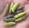 chrysalides de Paons du jour
