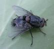 Mouche tachinaire (Diptère parasite), photo 1.