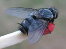 Mouche tachinaire (Diptère parasite), photo 5.