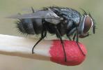 Mouche tachinaire (Diptère parasite), photo 4.