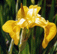 fleur d'iris des marais (d&eacute;tail)