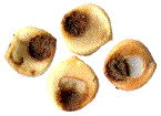 graines latérales entamées