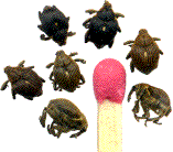 groupe de mononychus