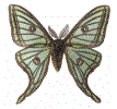 Isabelle (Graellsia isabellae) mâle collection 