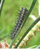 Isabelle (Graellsia isabellae), chenille stade 1, photo3