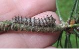 Isabelle (Graellsia isabellae), chenille stade 2, photo 5