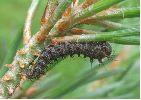 Isabelle (Graellsia isabellae), chenille stade 3, photo3
