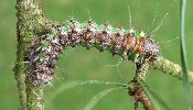 Isabelle (Graellsia isabellae), chenille stade 4, photo4
