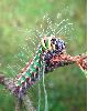 Isabelle (Graellsia isabellae), chenille stade 5, photo2