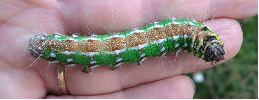 Isabelle (Graellsia isabellae), chenille stade 5, photo8