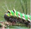 Isabelle (Graellsia isabellae), chenille stade 5, détail, photo 3
