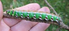 Isabelle (Graellsia isabellae), chenille stade 5, photo7