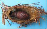 Isabelle (Graellsia isabellae), cocon ouvert, photo1