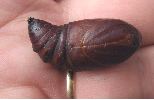 Isabelle (Graellsia isabellae), chrysalide isolée, photo1