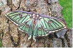 Isabelle (Graellsia isabellae), femelle, photo 1