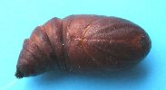 Isabelle (Graellsia isabellae), chrysalide isolée, photo 3