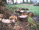 chêne à Cerambyx cerdo abattu, photo 1