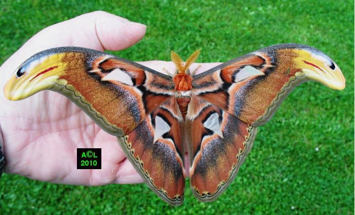 Isabelle Ou Papillon Vitrail Graellsia Isabelae Biologie Et Developpement