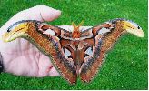 Attacus atlas: m&acirc;le sur le vif