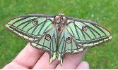Isabelle (Graellsia isabellae), femelle, photo 2