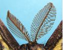 Isabelle (Graellsia isabellae), antennes du mâle