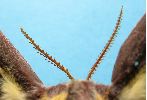 Isabelle (Graellsia isabellae), antennes femelles