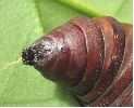 Isabelle (Graellsia isabellae), chrysalide mâle, photo 2
