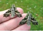 Proserpines ou Sphinx de l'épilobe (Proserpina proserpina)