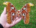 Attacus atlas: femelle étalée (collection)