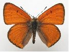 Cuivré des marais (Thersamonia dispar) mâle