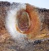Grand paon de nuit (Saturnia pyri) oxydation du cocon