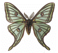 Isabelle (Graellsia isabelae) mâle étalé