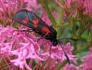 Zygene du trefle (Zygaena trifolii), photo 1.
