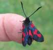 Zygene du trefle (Zygaena trifolii) , Photo3.